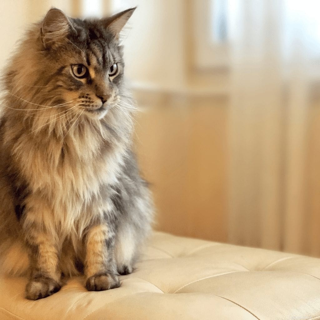 10 saker att veta innan du tar hem din Maine Coon-katt