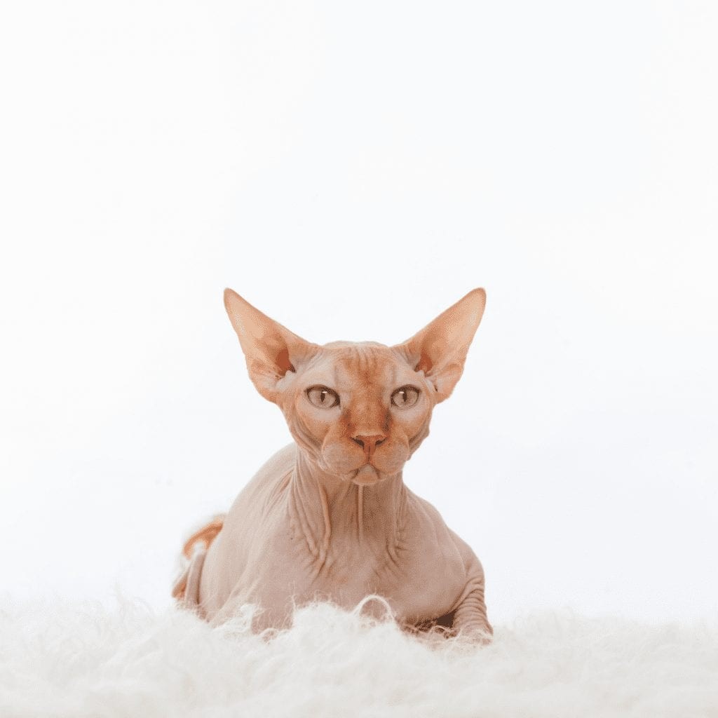 7 běžných otázek o kočkách Sphynx:Zodpovězeno