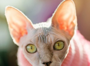 7 domande comuni sui gatti Sphynx:risposta