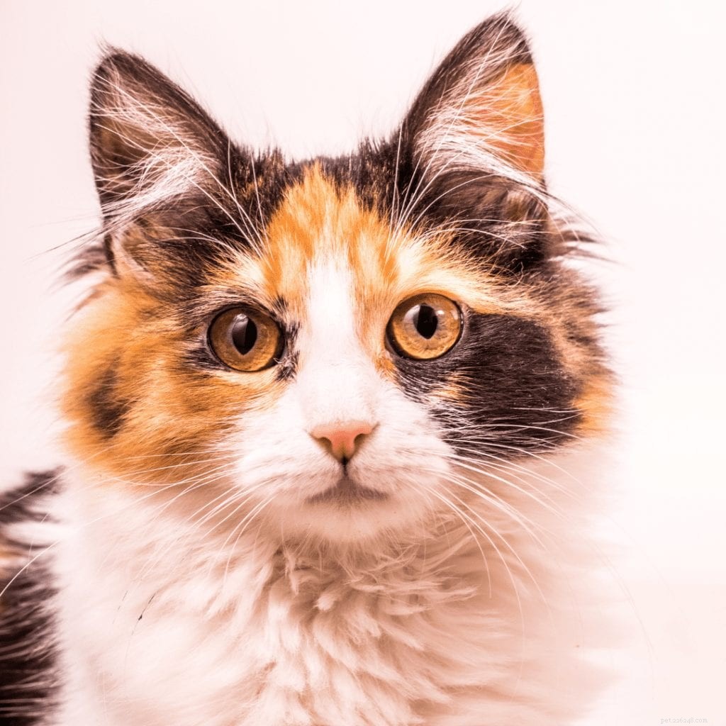 Vše, co potřebujete vědět o Calico Cats