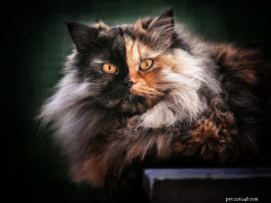 칼리코 고양이 대 키메라 고양이:같은 고양이입니까?