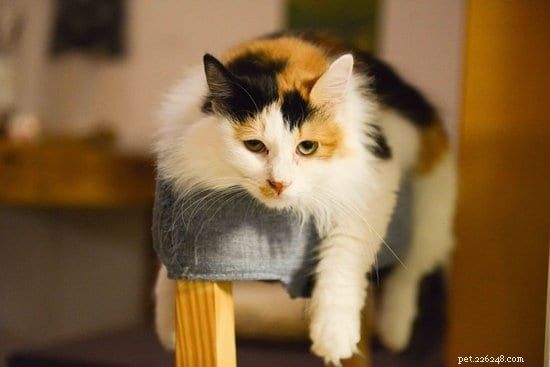 Битровая кошка против кошки-химеры:одно и то же?