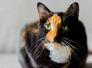 Gatto calico e gatto chimera:sono la stessa cosa?