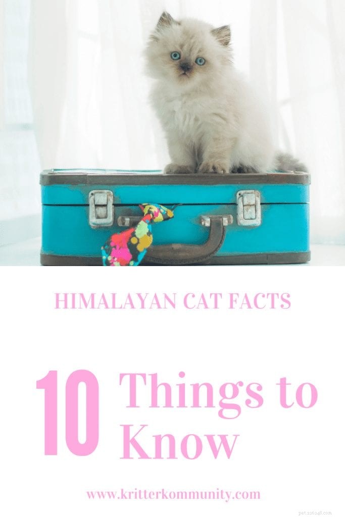 10 choses à savoir avant de ramener à la maison votre nouveau chat himalayen