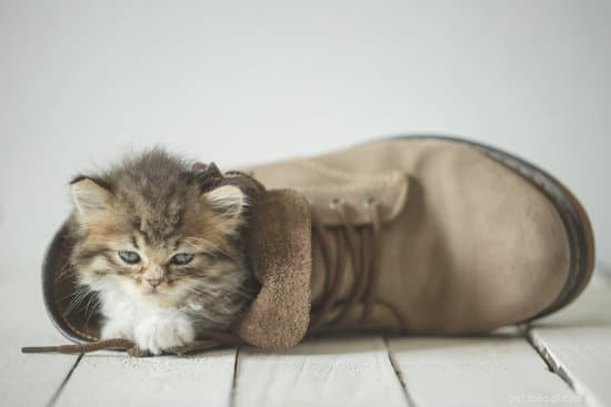 10 вещей, которые нужно знать, прежде чем принести домой новую гималайскую кошку