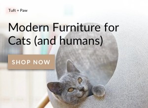 Полное руководство по созданию хороших домашних животных из сиамских кошек [обновлено в 2021 году]