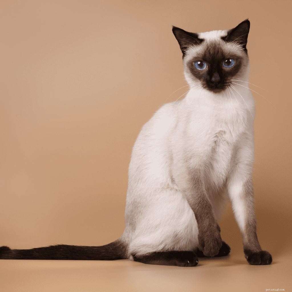 The Ultimate Do Siamese Cats Make Good Pets Guide [2021 업데이트]