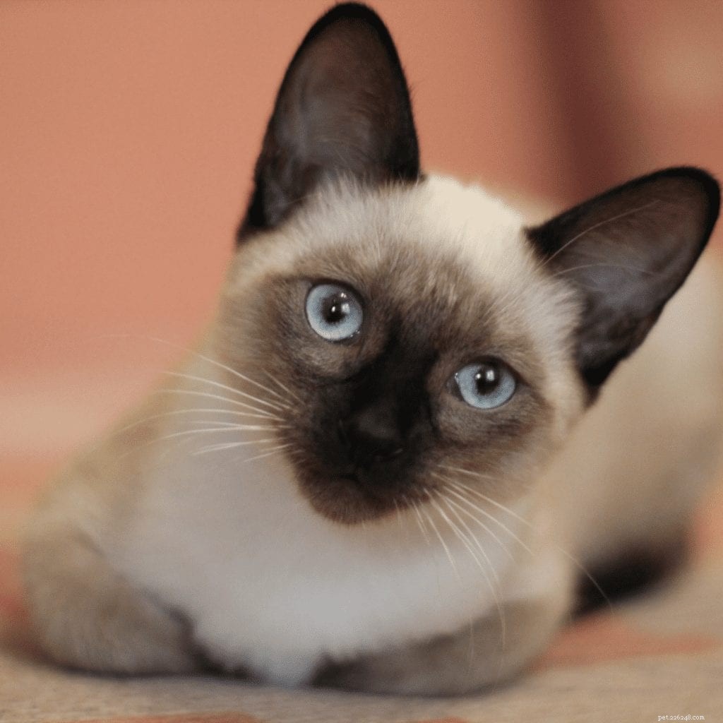 The Ultimate Do Siamese Cats Make Good Pets Guide [2021 업데이트]