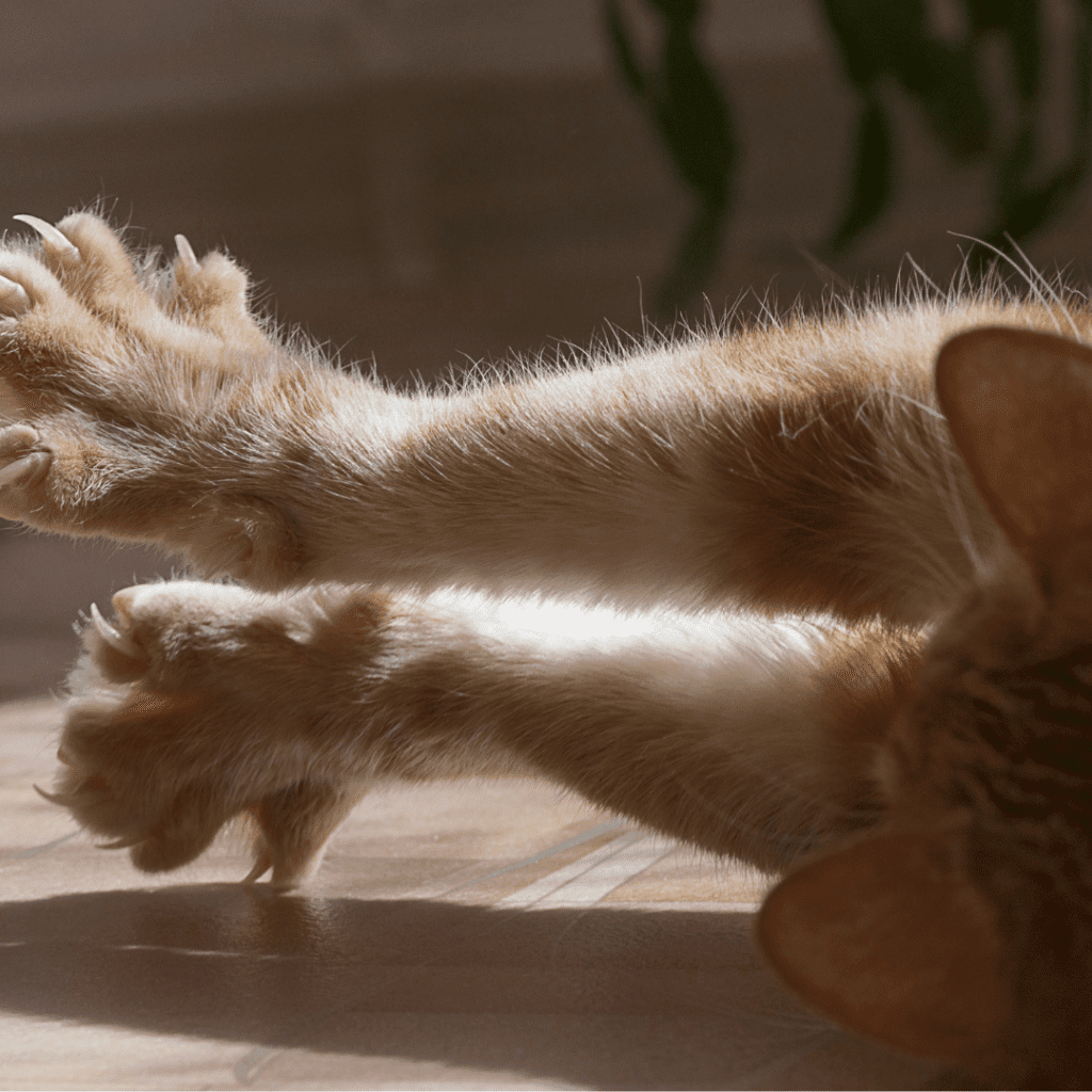 Pourquoi les griffes de chat doivent-elles être si acérées ? Mitaines meurtrières