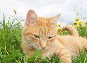 普通の猫の解剖学 