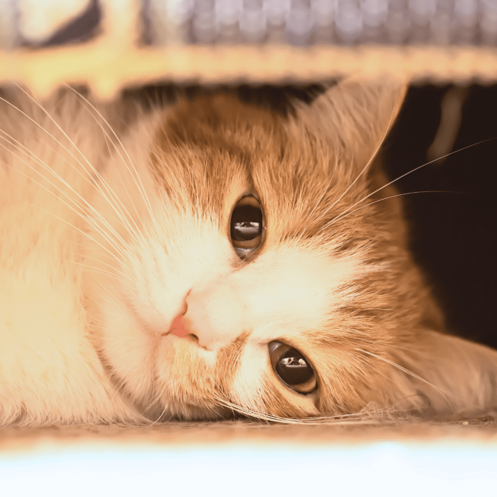 Löss hos katter:symtom, behandling, förebyggande