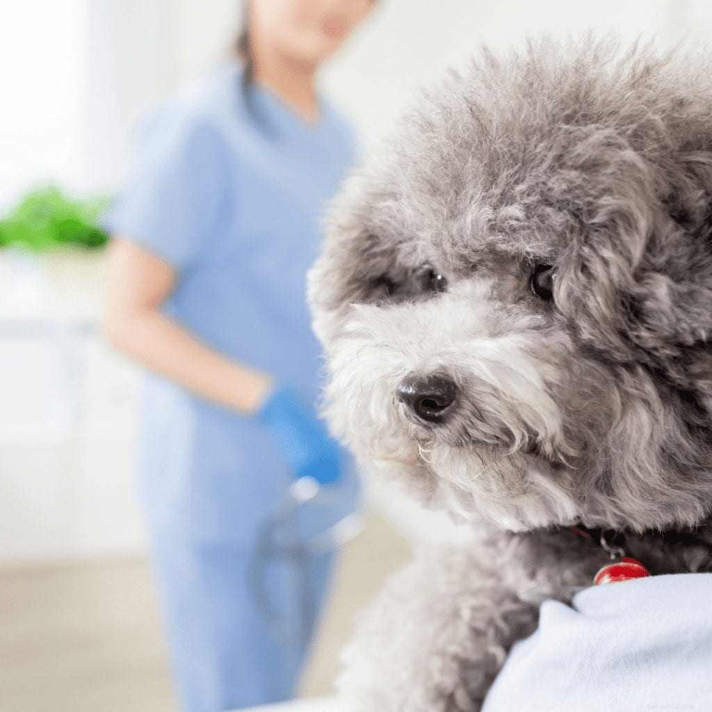 鍼治療は動物に効果がありますか？ 