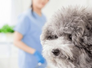 鍼治療は動物に効果がありますか？ 