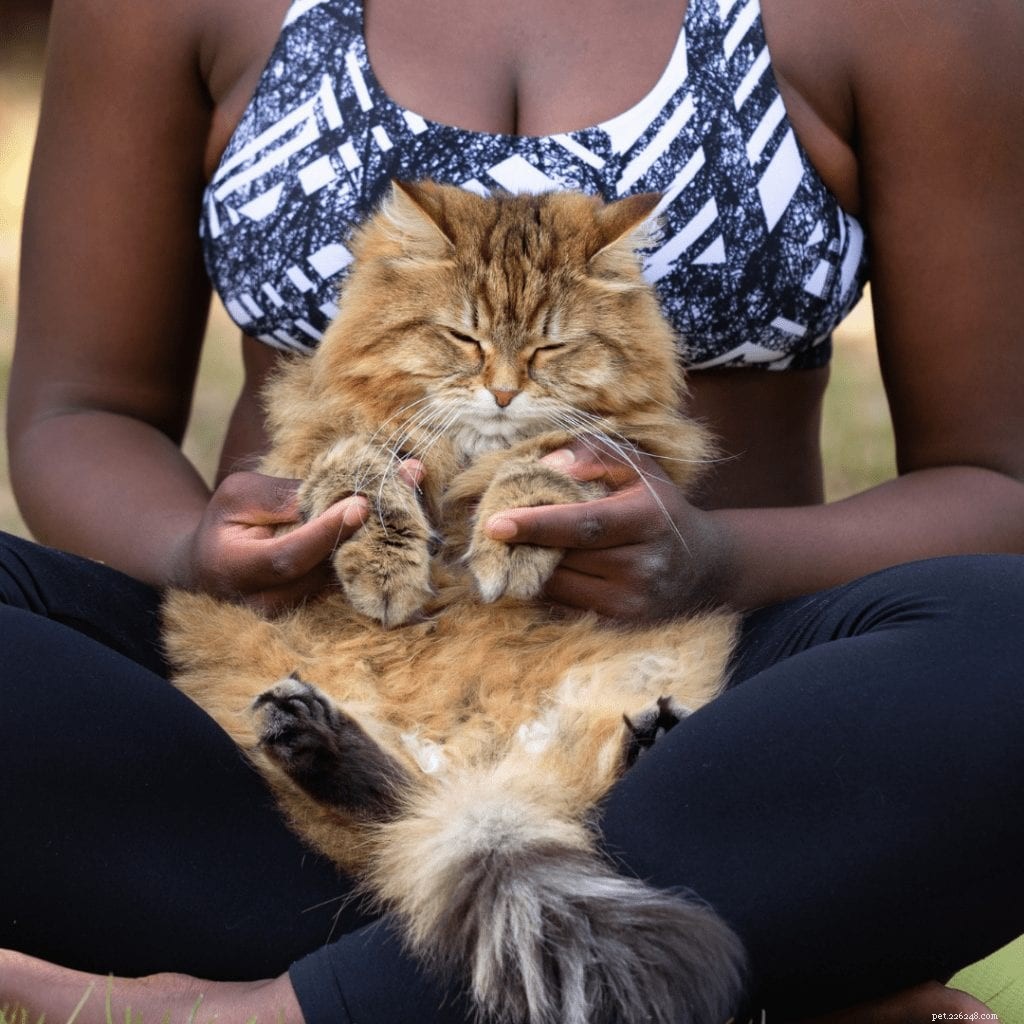Сколько упражнений нужно кошкам?