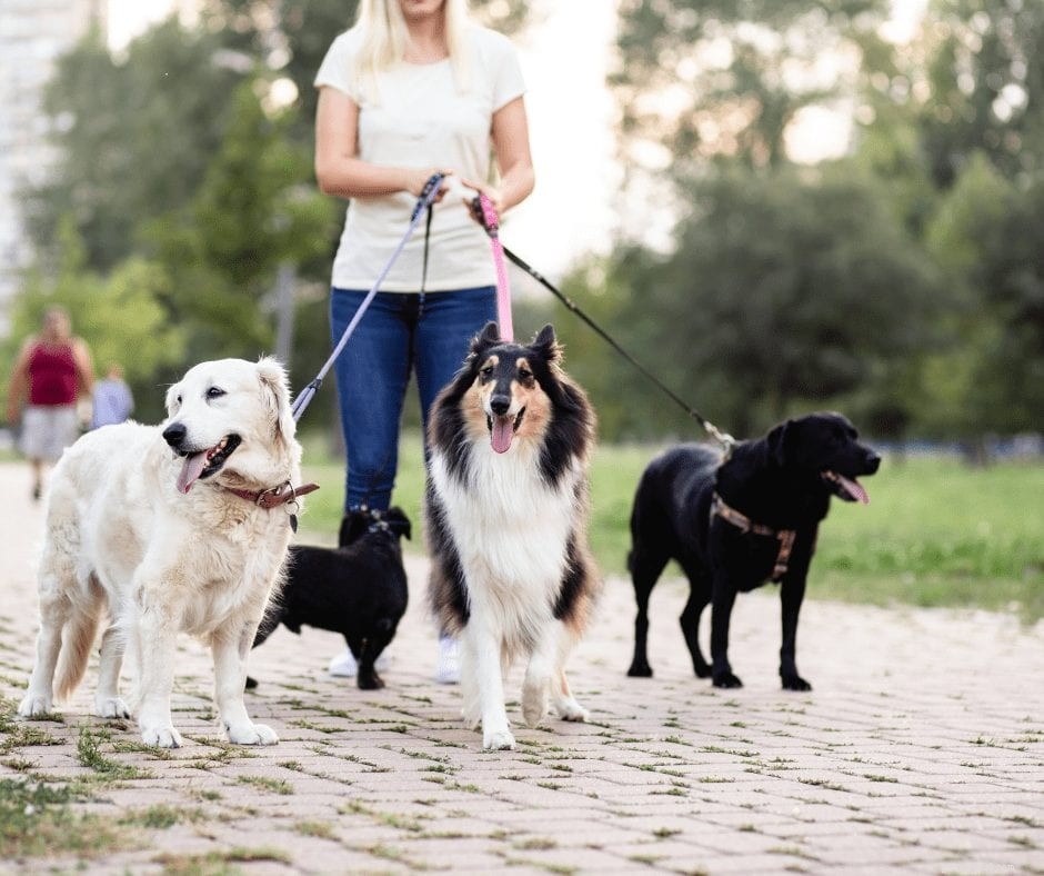 Comment interviewer un nouveau promeneur de chiens