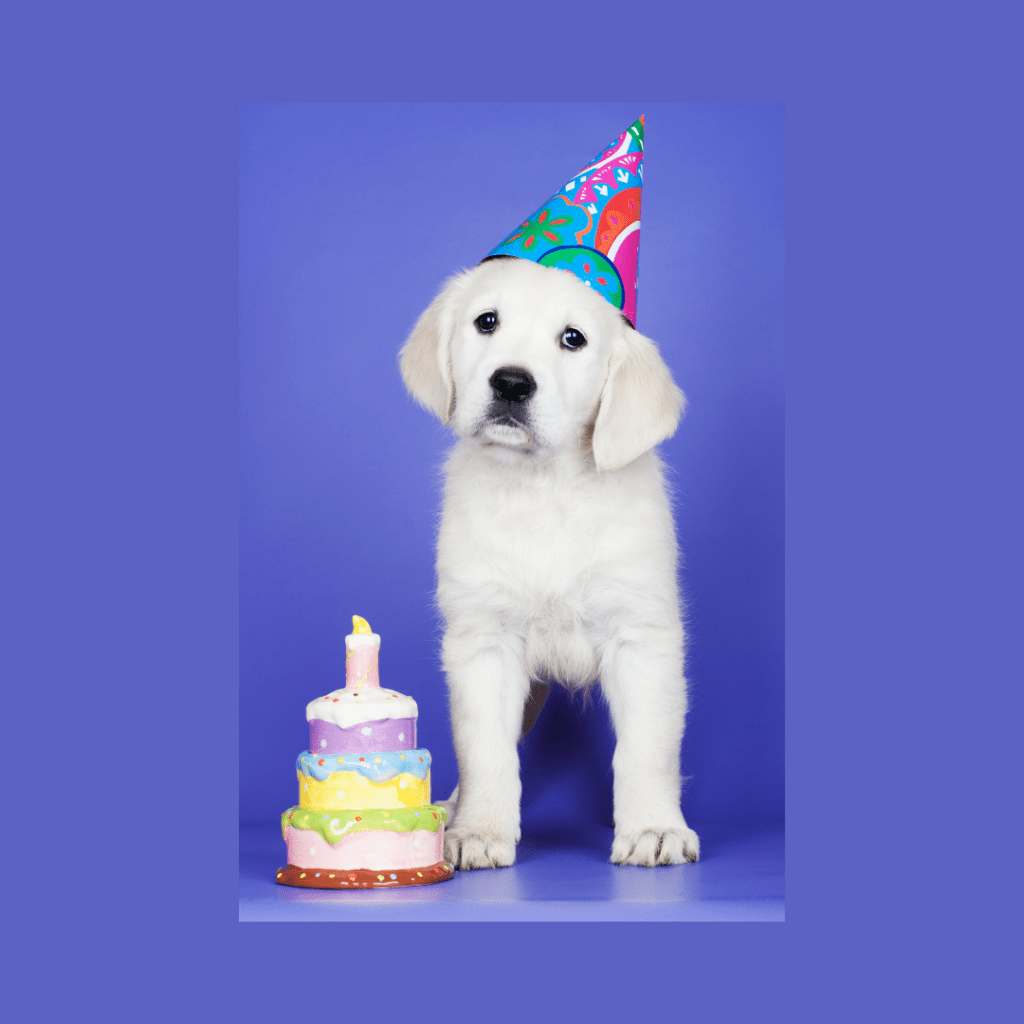 10 ideias para a primeira festa de aniversário do seu cão