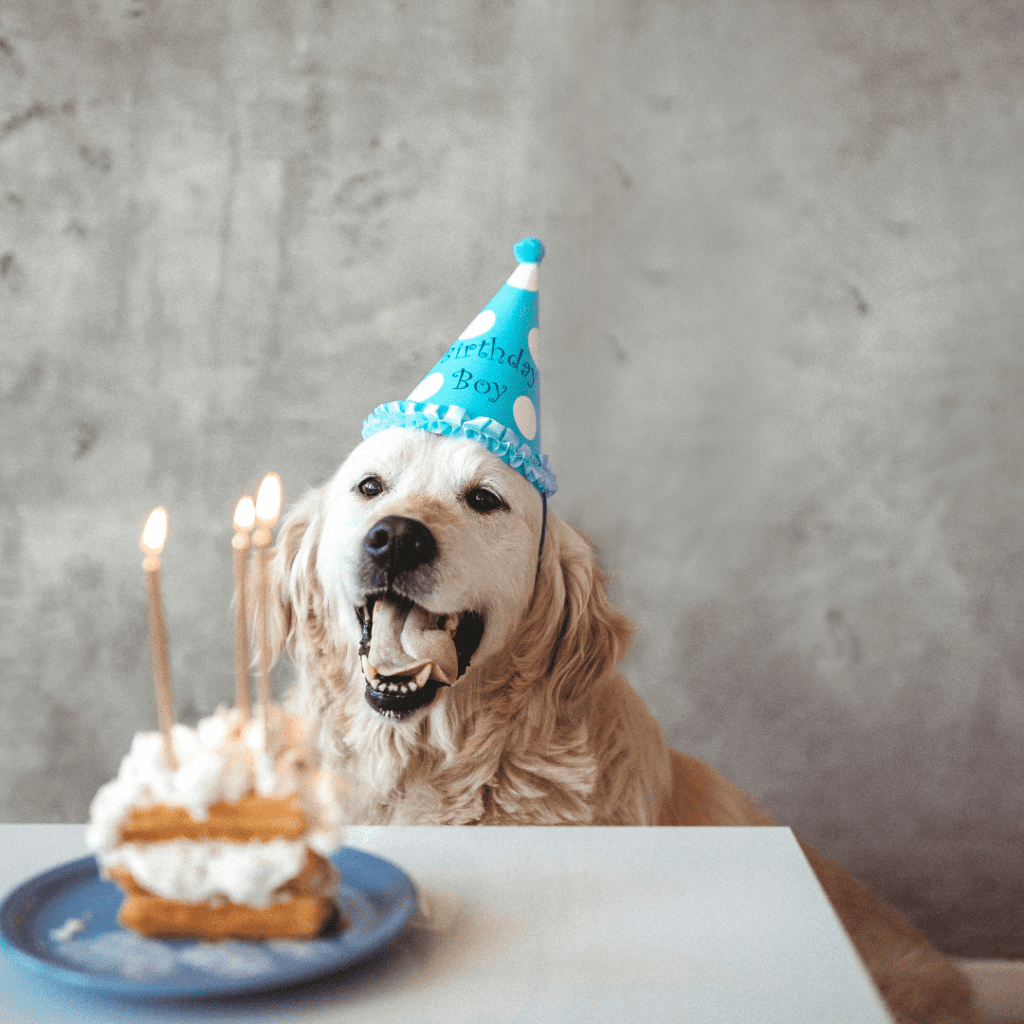 골든 리트리버 20세 생일을 축하하는 20가지 방법