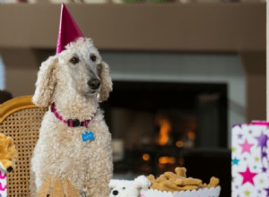 あなたのプードルを豪華な誕生日パーティーに投げる方法：あなたの犬を祝う 