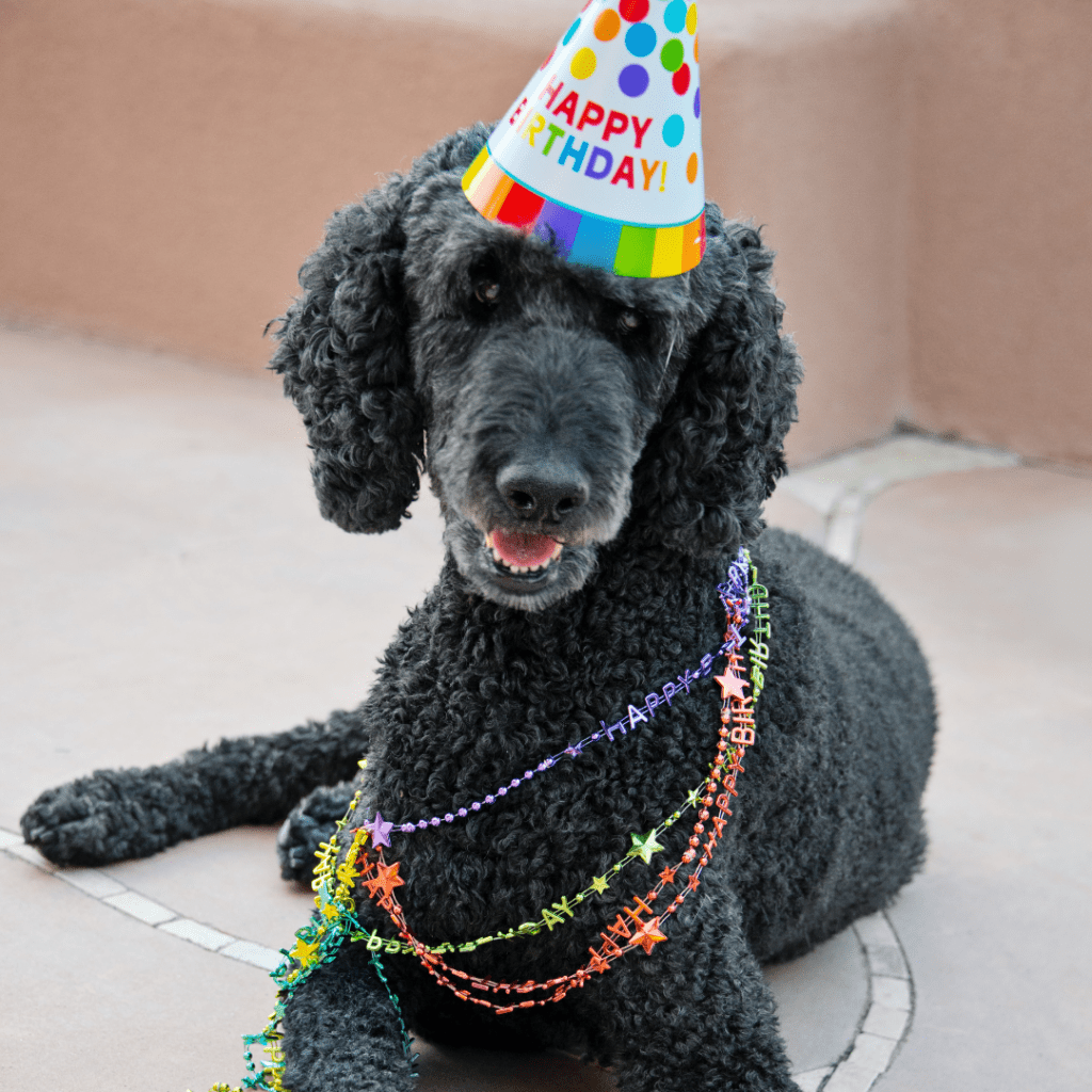 10 principais maneiras de tornar o aniversário do seu poodle incrível
