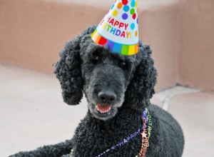 푸들의 생일을 멋지게 만드는 10가지 방법