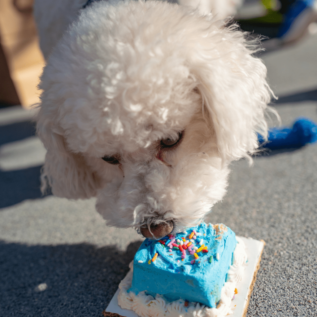 Top 10 manieren om de verjaardag van je poedel geweldig te maken