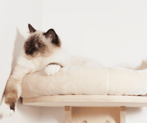 10 nápadů na design pro majitele koček na malých místech