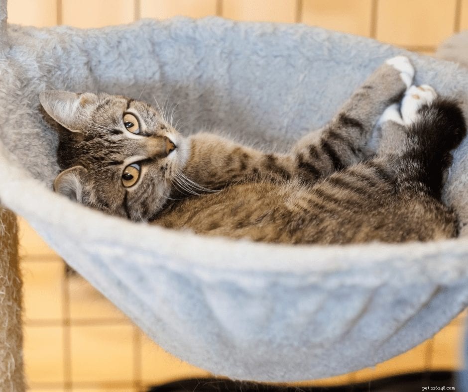 7 soorten dromerige kattenhangmatten waar je kat in kan crashen