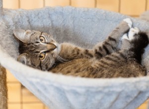 7 soorten dromerige kattenhangmatten waar je kat in kan crashen