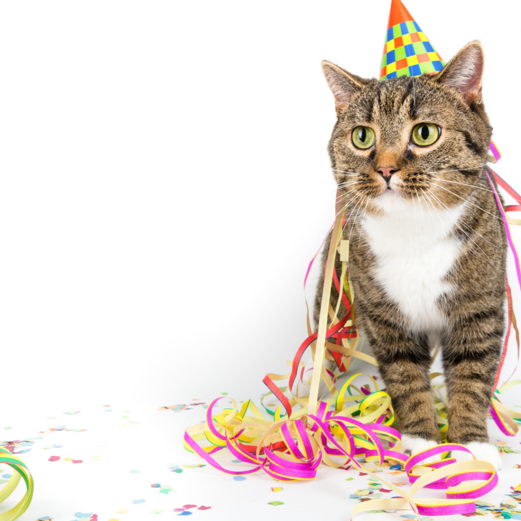 Como fazer uma festa incrível para seu gato