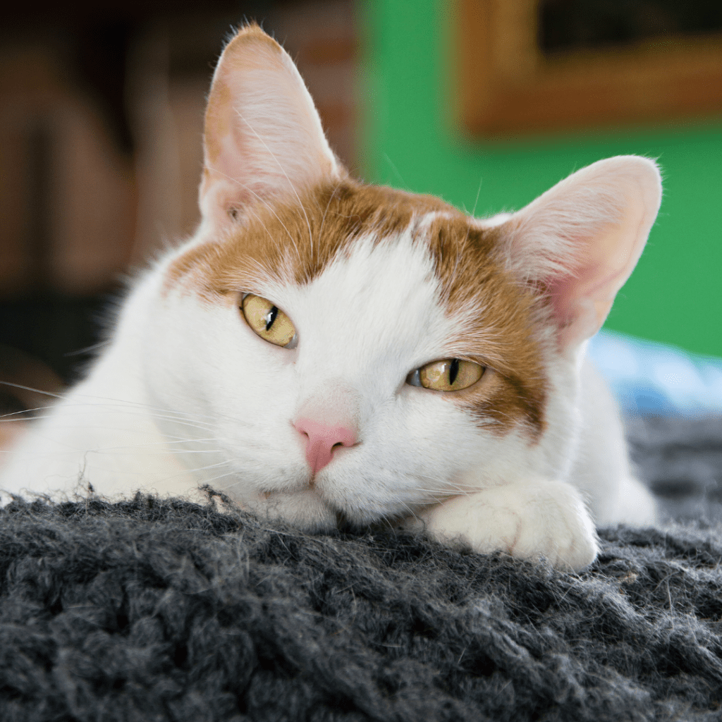 Uttråkad katt:Din katt förtjänar bättre än ett liv i tristess