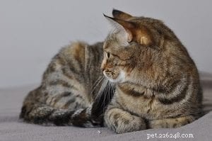 Verveelde kat:je kat verdient beter dan een leven vol verveling