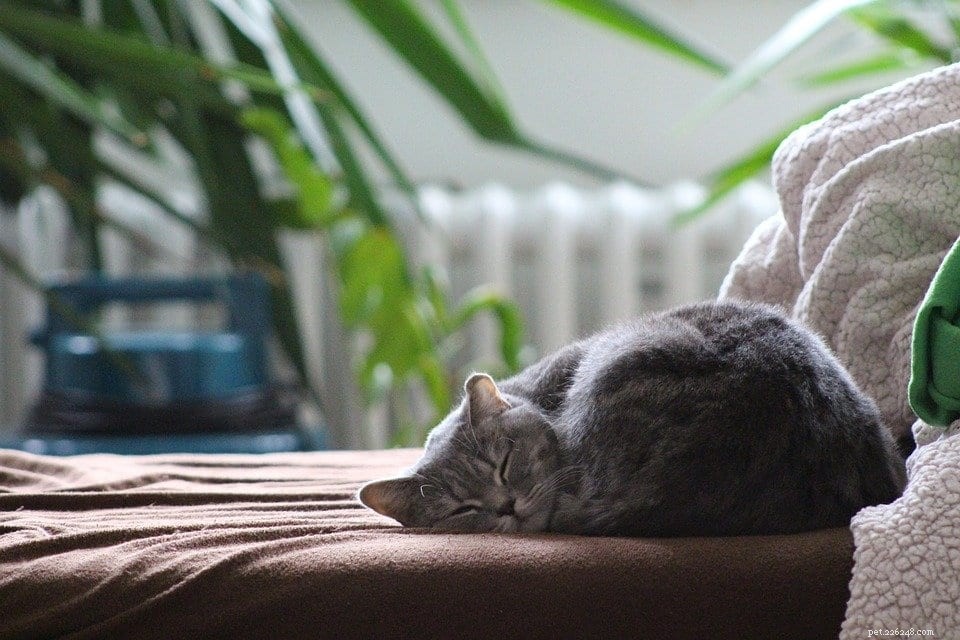 5 anledningar till att din katt sover så mycket