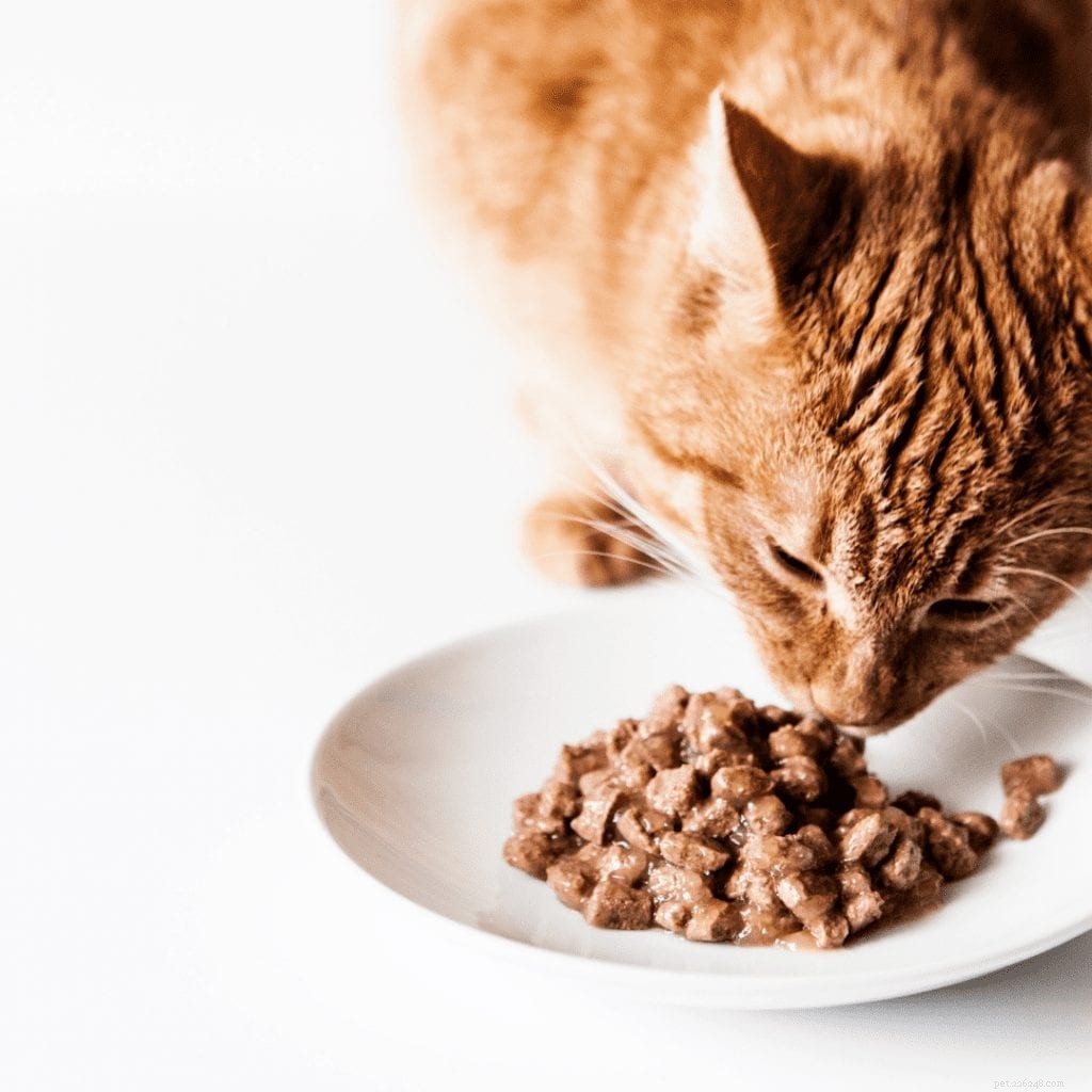 Krmivo pro kočky Taurin:co to je a proč ho vaše kočka potřebuje