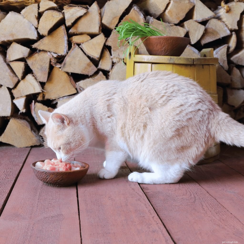 Nourriture pour chat à base de taurine :qu est-ce que c est et pourquoi votre félin en a besoin
