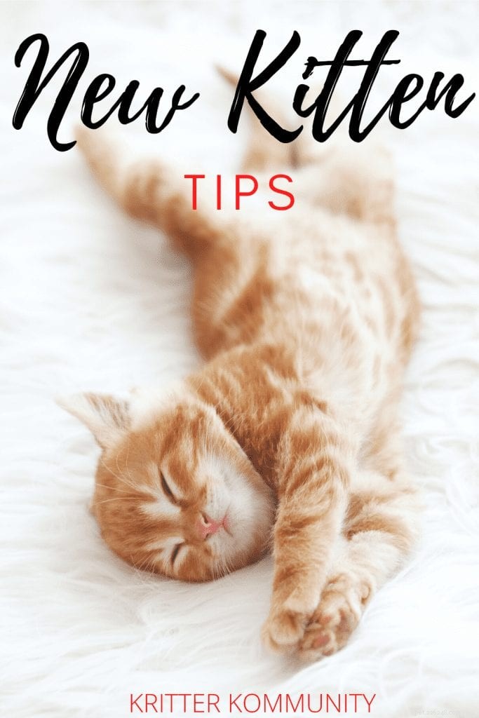 Belangrijke manieren om je huis voor te bereiden op een nieuw kitten