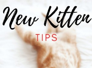 新しい子猫のためにあなたの家を準備するための重要な方法 