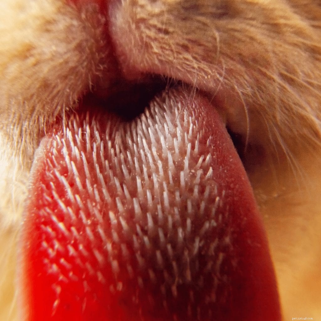 A anatomia de uma língua de gato