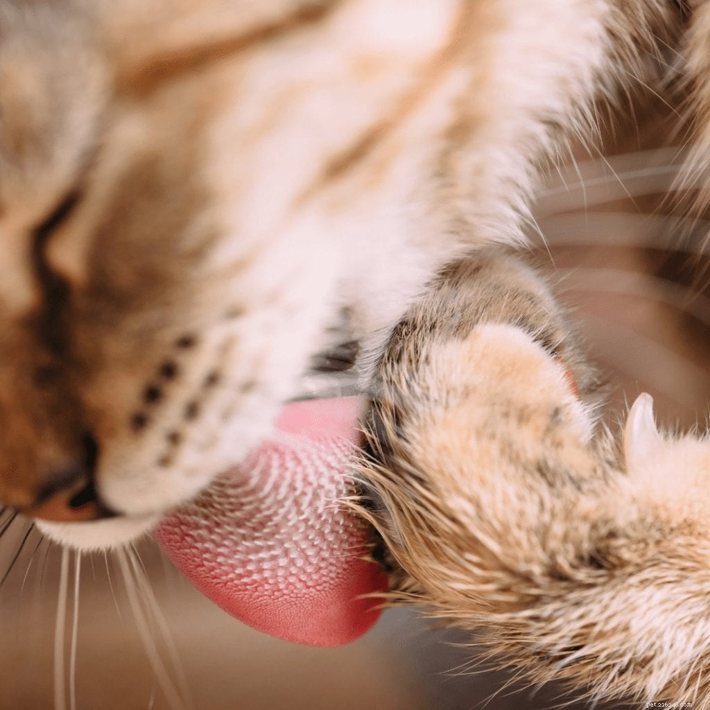 Анатомия кошачьего языка