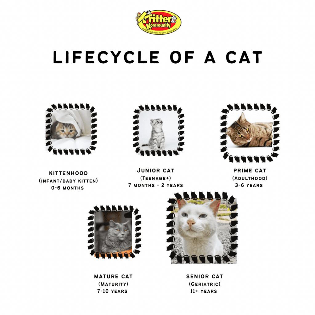 De levenscyclus van een kat