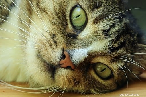 L anatomia dei baffi di gatto