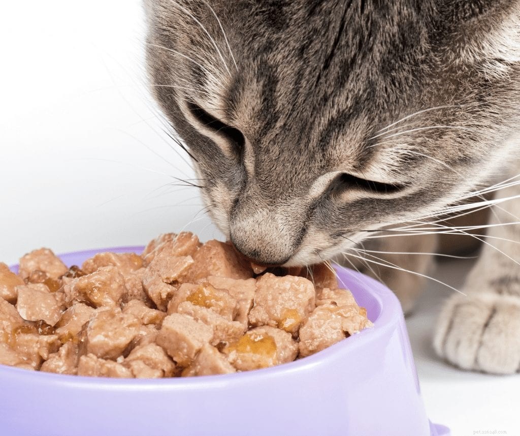 猫の食生活：心配する必要があるとき 