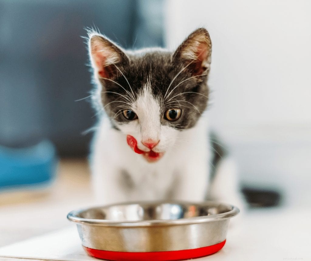 고양이 먹는 습관:걱정해야 할 때