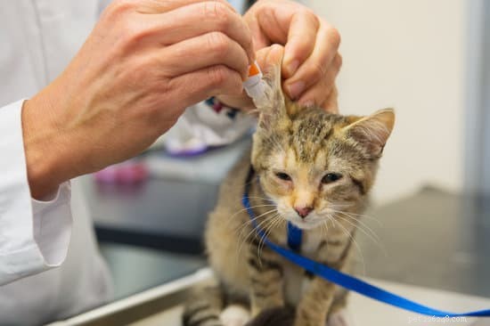猫の耳を掃除するためのステップバイステップガイド 