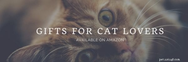 Chování koček:Co způsobuje zoomy koček?
