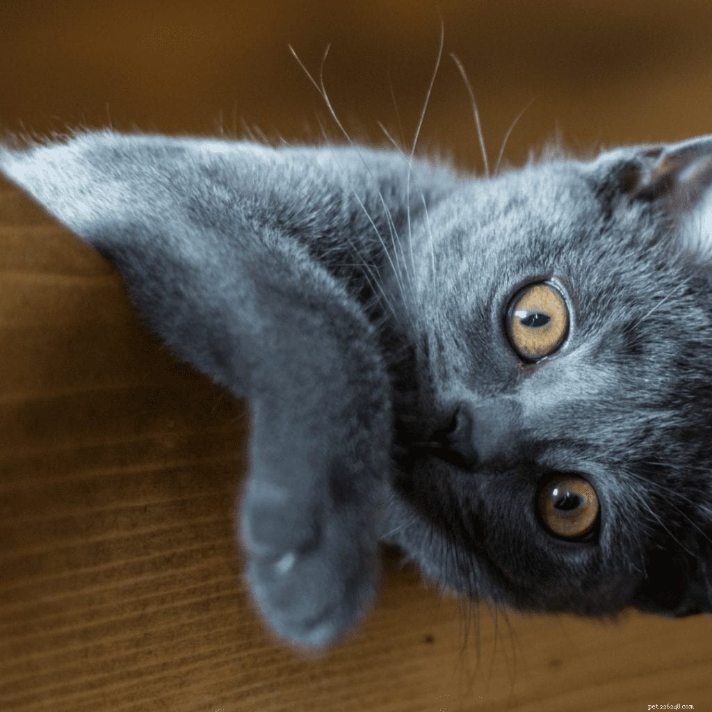 Comportements des chats :qu est-ce qui cause les zooms des chats ?