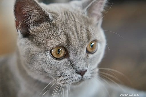 Jak se zbavit ušních roztočů u koček