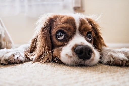 5 waarschuwingssignalen dat uw hond uitgedroogd is