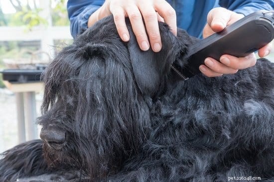 あなたの犬が耳ダニを持っているかどうかを知る方法（そしてそれらを治療する方法） 