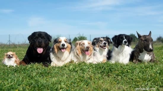 De absoluut beste rassen voor beginnende hondenbezitters