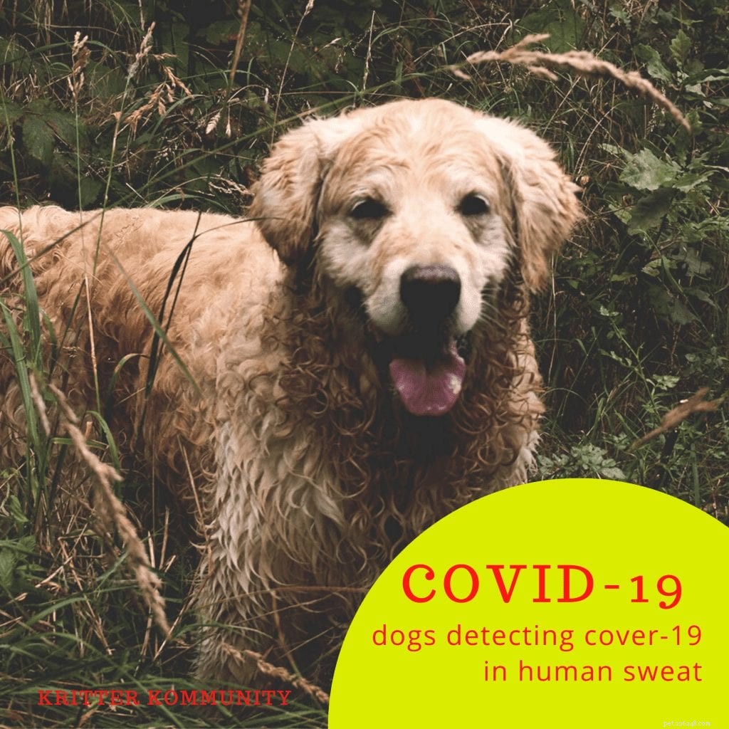 COVID-19 :Des chiens excellent avec un chien reniflant le virus dans la sueur humaine